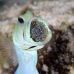 jawfish_yellowhead_bs_lc_v_0268_cay0807.jpg